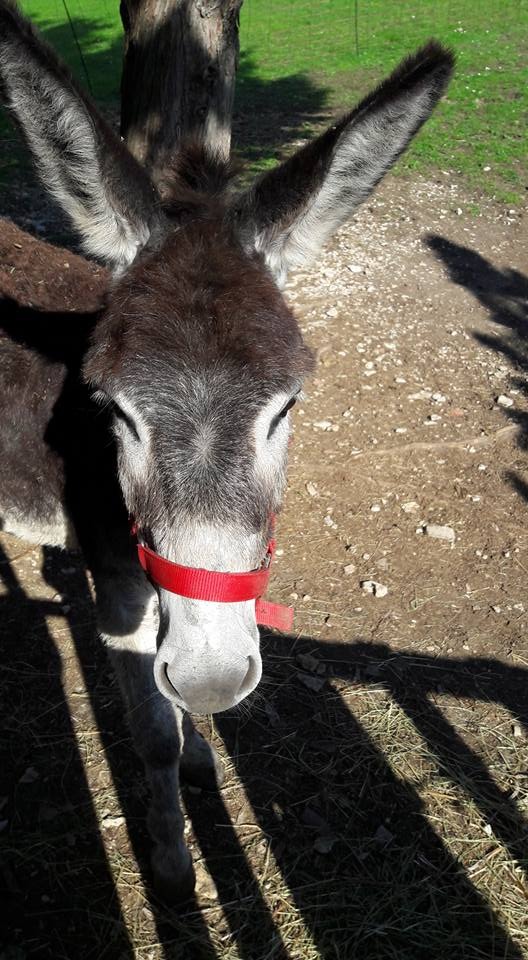 Aline, âne adopté