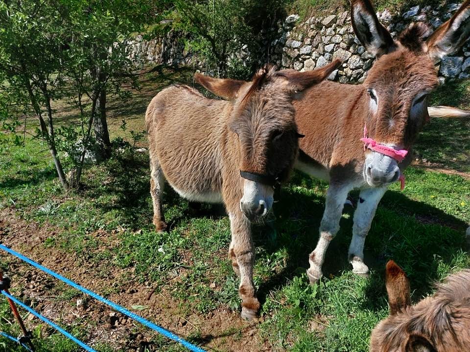 Lili et Olivette, ânes adoptés