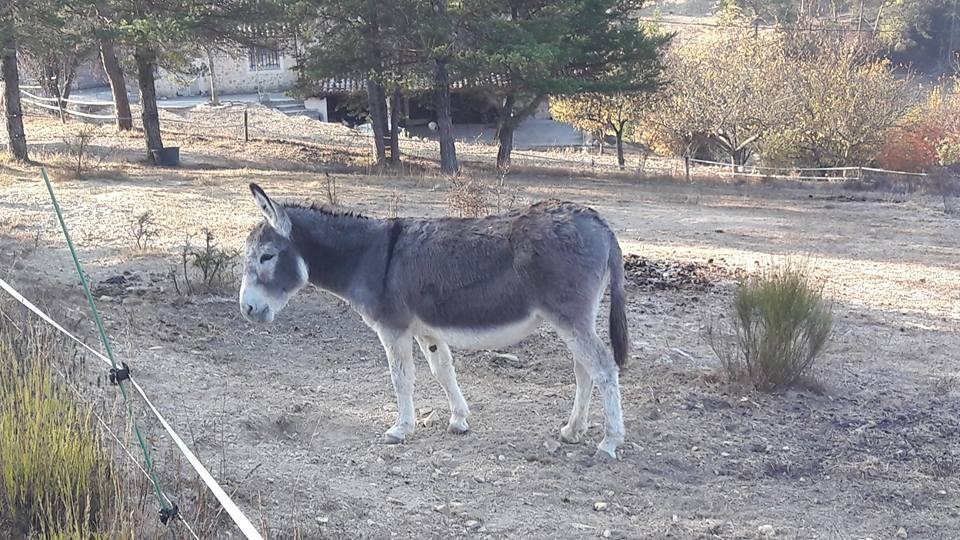 Talika, âne adopté