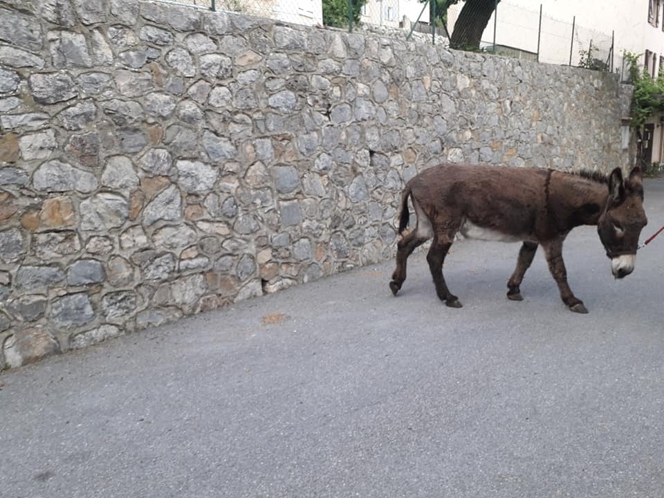 Vick, âne adopté