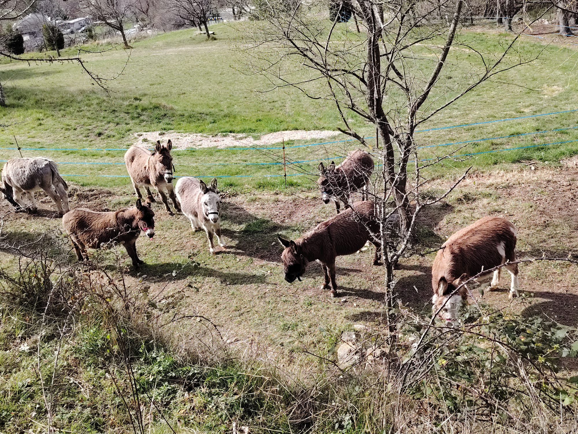 Âne de l'association dans un champ